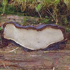Attēlu rezultāti vaicājumam “Phellinus nigrolimitatus”