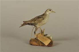 Image result for Porzana parva