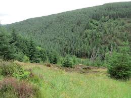 Attēlu rezultāti vaicājumam “Didea alneti”