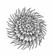 Attēlu rezultāti vaicājumam “Medicago”