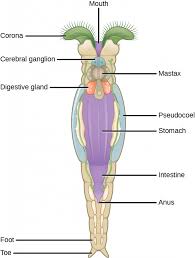 Attēlu rezultāti vaicājumam “Chortodes fluxa”