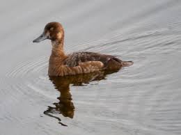 Image result for Aythya marila