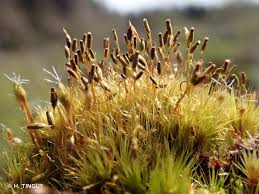 Attēlu rezultāti vaicājumam “Campylopus pyriformis”