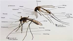 Attēlu rezultāti vaicājumam “Culex pipiens female”