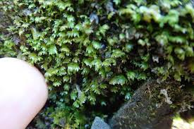 Attēlu rezultāti vaicājumam “Fissidens”