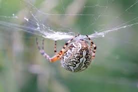 Attēlu rezultāti vaicājumam “Aculepeira ceropegia”