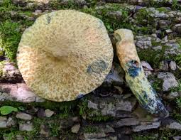 Attēlu rezultāti vaicājumam “Gyroporus cyanescens”
