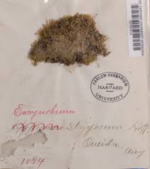 Attēlu rezultāti vaicājumam “Eurhynchiastrum pulchellum”