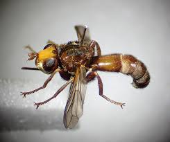 Attēlu rezultāti vaicājumam “Sicus ferrugineus”