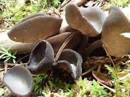 Attēlu rezultāti vaicājumam “Helvella macropus”