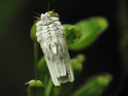 Attēlu rezultāti vaicājumam “Orthezia urticae”