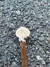 Attēlu rezultāti vaicājumam “Crepidotus applanatus”