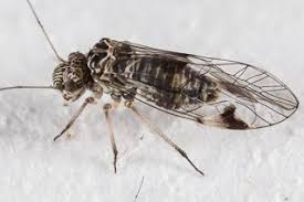 Attēlu rezultāti vaicājumam “Psocoptera”