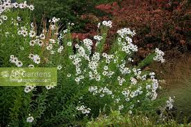 Image result for Leucanthemella serotina