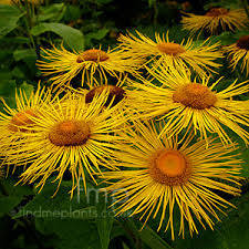Attēlu rezultāti vaicājumam “Telekia speciosa bud”
