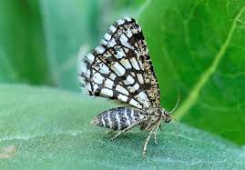 Attēlu rezultāti vaicājumam “Chiasmia clathrata”