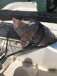 Image result for Myliobatis freminvillei