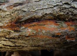 Attēlu rezultāti vaicājumam “Peniophora laurentii”