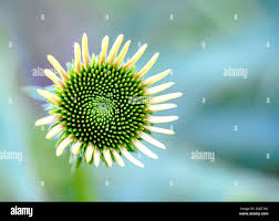 Attēlu rezultāti vaicājumam “Echinacea purpurea bud”