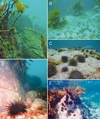 Image result for Strongylocentrotus droebachiensis