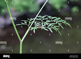 Attēlu rezultāti vaicājumam “Peucedanum palustre leaf”