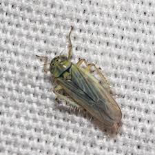 Attēlu rezultāti vaicājumam “Macrosteles sp.”