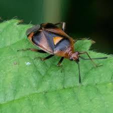 Attēlu rezultāti vaicājumam “Deraeocoris ruber”