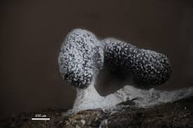 Attēlu rezultāti vaicājumam “Stemonitopsis typhina spores”