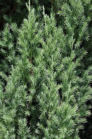 Attēlu rezultāti vaicājumam “Juniperus chinensis”