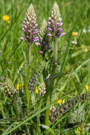 Attēlu rezultāti vaicājumam “Dactylorhiza cruenta leaf”