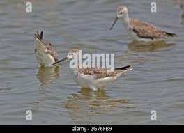 Attēlu rezultāti vaicājumam “Tringa stagnatilis adult”