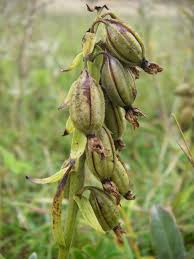 Attēlu rezultāti vaicājumam “Epipactis palustris bud”