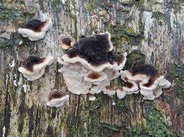 Attēlu rezultāti vaicājumam “Flaviporus citrinellus”