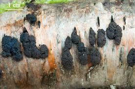 Attēlu rezultāti vaicājumam “Hypoxylon multiforme”