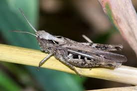 Attēlu rezultāti vaicājumam “Chortippus sp.”