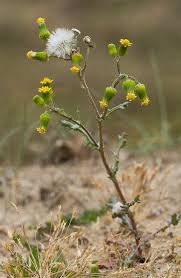 Attēlu rezultāti vaicājumam “Senecio vulgaris flower”