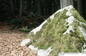 Attēlu rezultāti vaicājumam “Paraleucobryum longifolium”