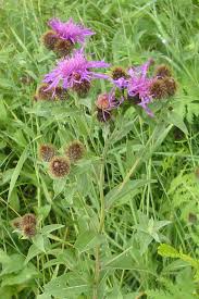 Attēlu rezultāti vaicājumam “Centaurea phrygia bud”