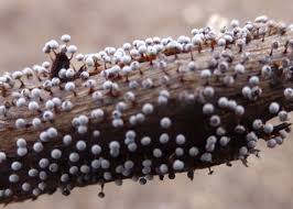 Attēlu rezultāti vaicājumam “myxomicetes”