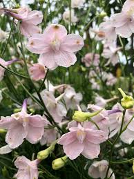 Image result for Delphinium