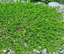 Attēlu rezultāti vaicājumam “Herniaria glabra flower”