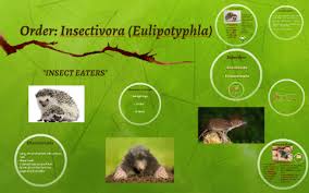 Attēlu rezultāti vaicājumam “Insectivora”