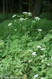 Attēlu rezultāti vaicājumam “Chaerophyllum aromaticum flower”