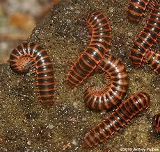 Attēlu rezultāti vaicājumam “Diplopoda”