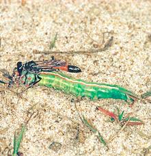 Attēlu rezultāti vaicājumam “Ammophila sp.”