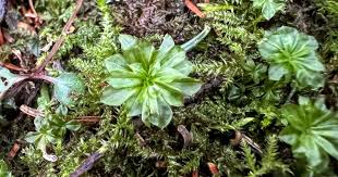 Attēlu rezultāti vaicājumam “Fissidens adianthoides sporophyte”