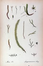 Attēlu rezultāti vaicājumam “Jamesoniella autumnalis”