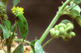 Attēlu rezultāti vaicājumam “Medicago lupulina fruit”