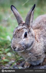 Attēlu rezultāti vaicājumam “Leporida”