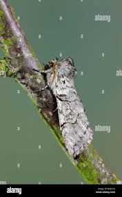 Attēlu rezultāti vaicājumam “Achlya flavicornis”